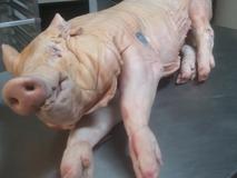Pig ready for Pig Roast at Colby's